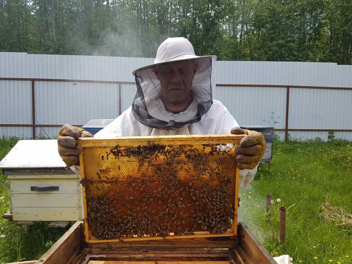 Правила содержания пчел на приусадебных участках и населенных пунктах