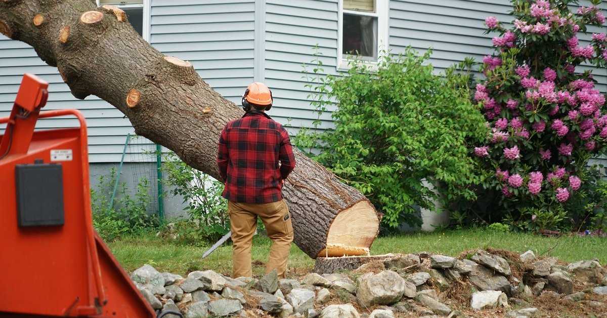 Кто должен спиливать деревья на придомовой территории, в городе, признаки аварийных объектов, чем регламентируется спил сухих и опасных насаждений?