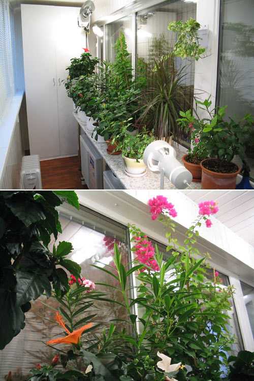 Зимний сад в квартире: условия и особенности обустройства