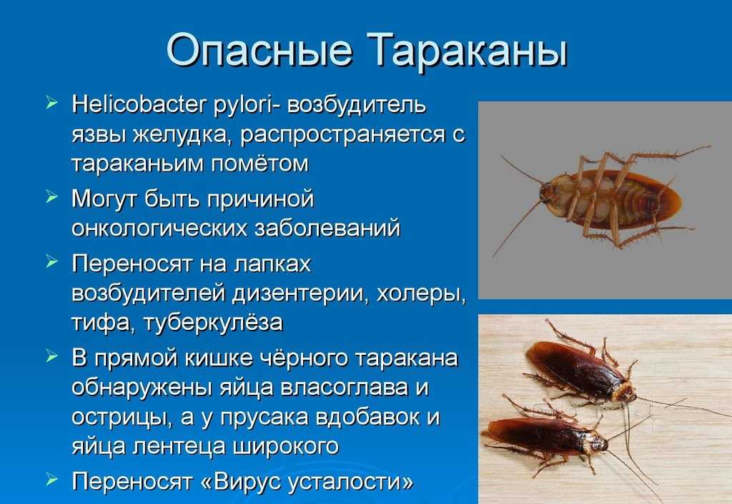 Уничтожение тараканов в квартире в москве, уничтожить тараканов с гарантией по низкой цене