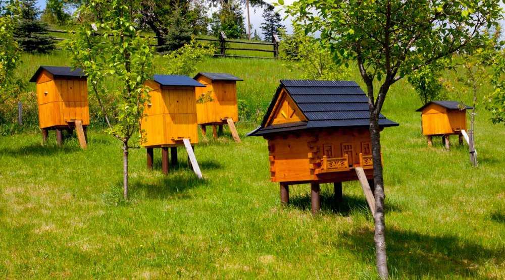 Ветеринарно санитарные правила содержания пчел в населенных пунктах и приусадебных участках