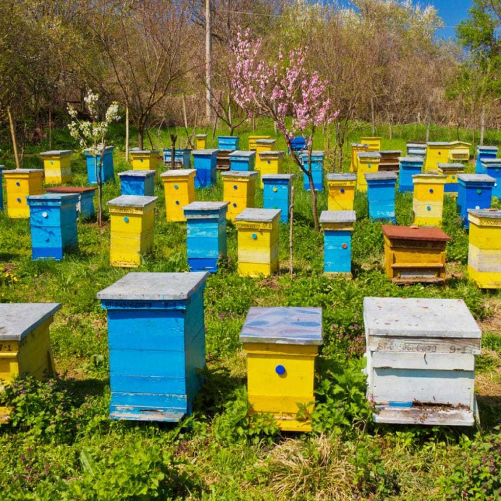 Документы необходимые каждому пчеловоду - налоги в пчеловодстве – есть или нет,