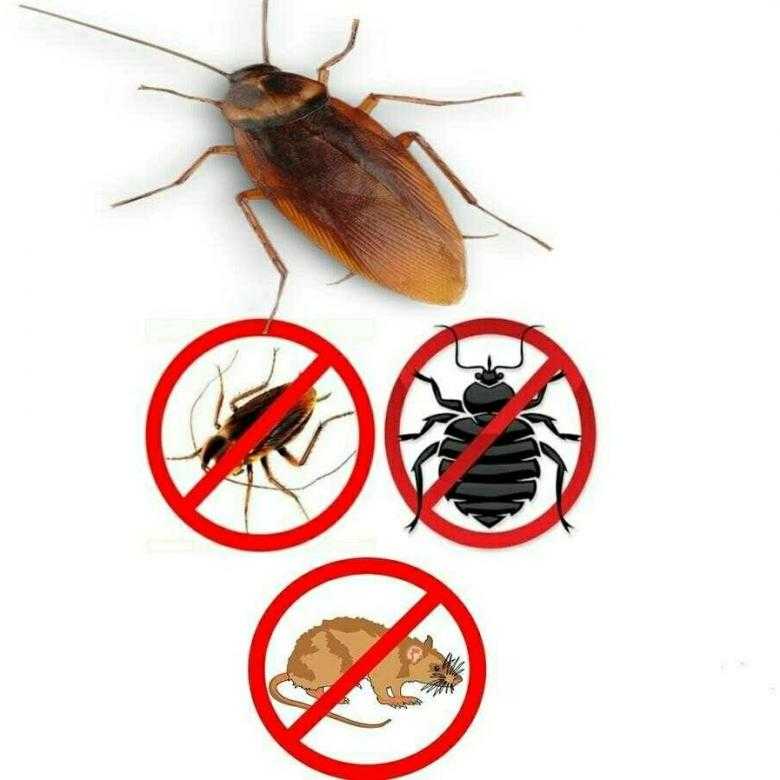 Какую опасность представляют тараканы в квартире
