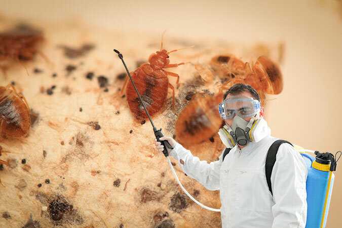 Дезинсекция в москве. уничтожение насекомых с гарантией недорого