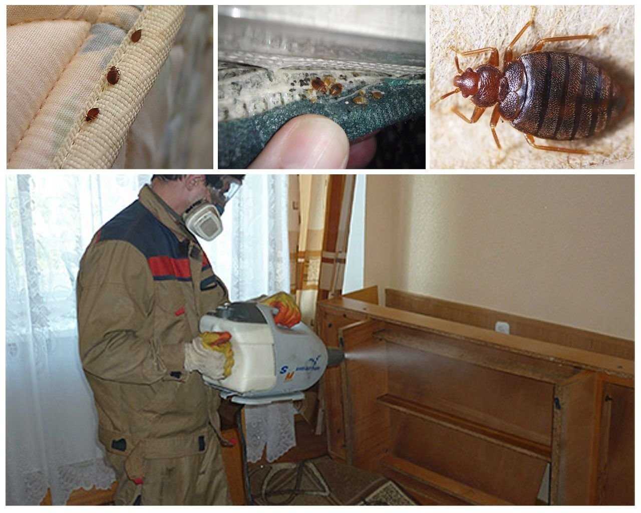 Средства от насекомых в квартире