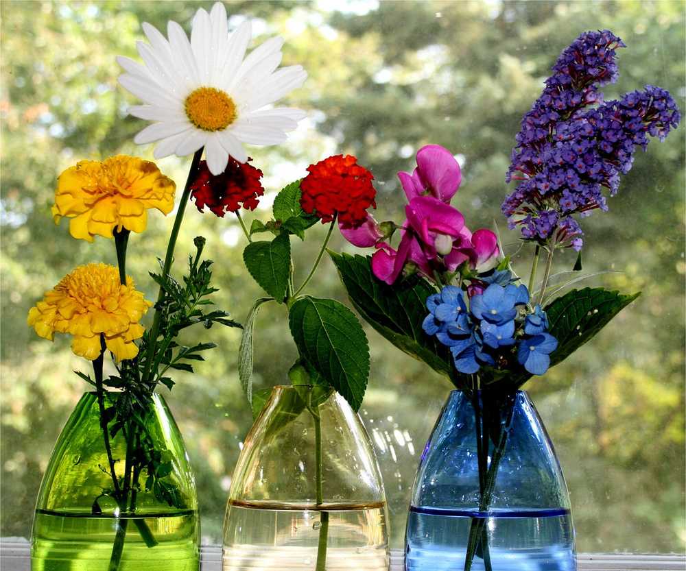 Шпаргалка: як продовжити життя квітів
