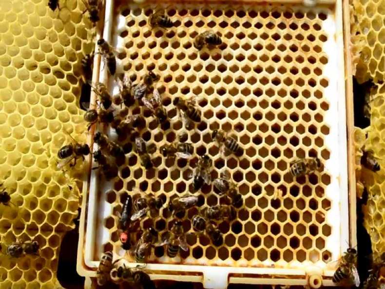 Геометрия пчелиных сот
