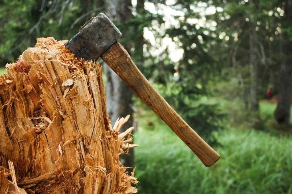 Санитарная обрезка деревьев: нормы и правила