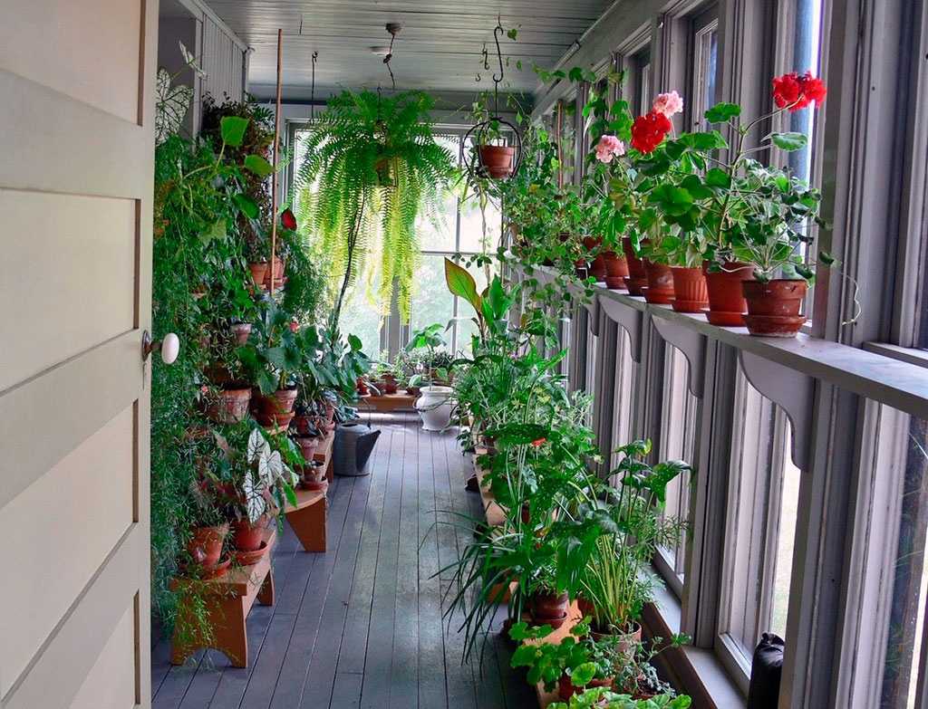 Мини огород на балконе: какие овощи можно вырастить на балконе