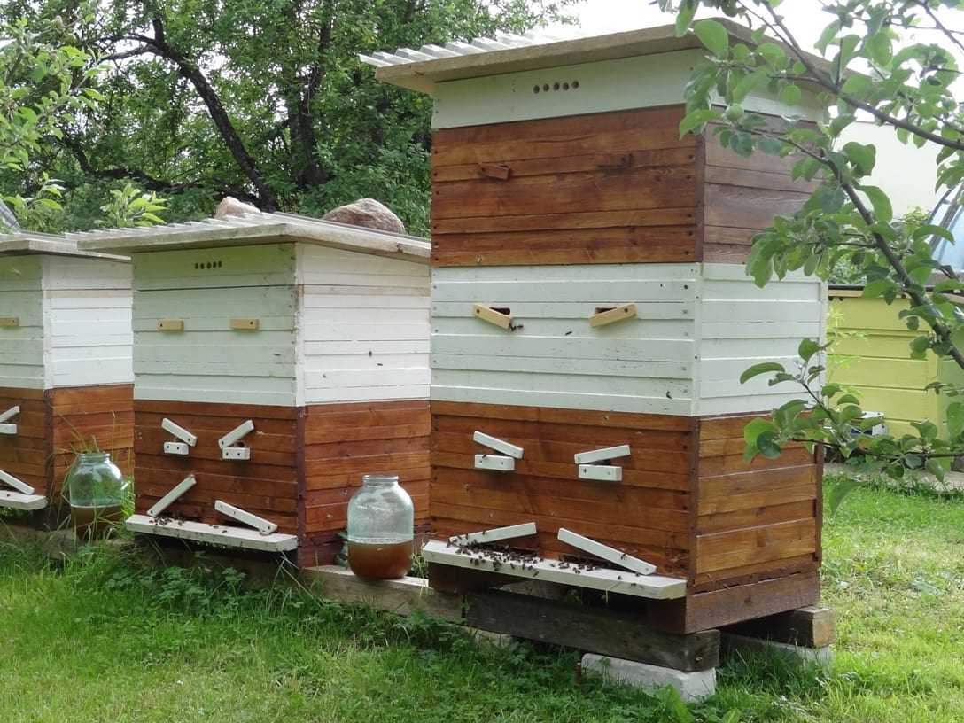 Закон о пчеловодстве в российской федерации вступивший в силу с 29 июня 2021 года
