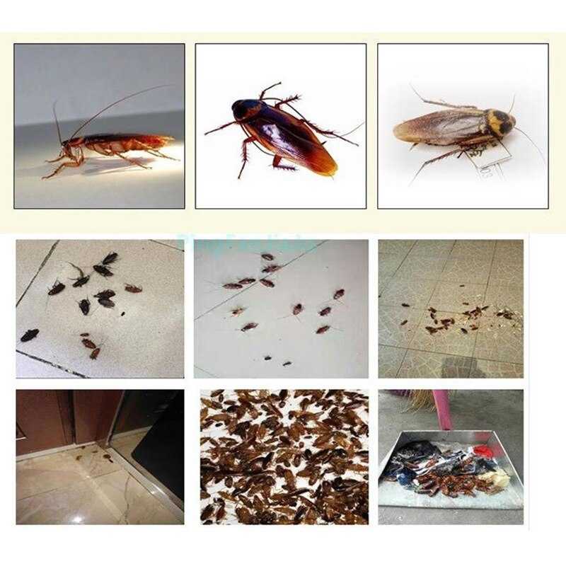 Тараканы - всё о тараканах и способах борьбы с ними