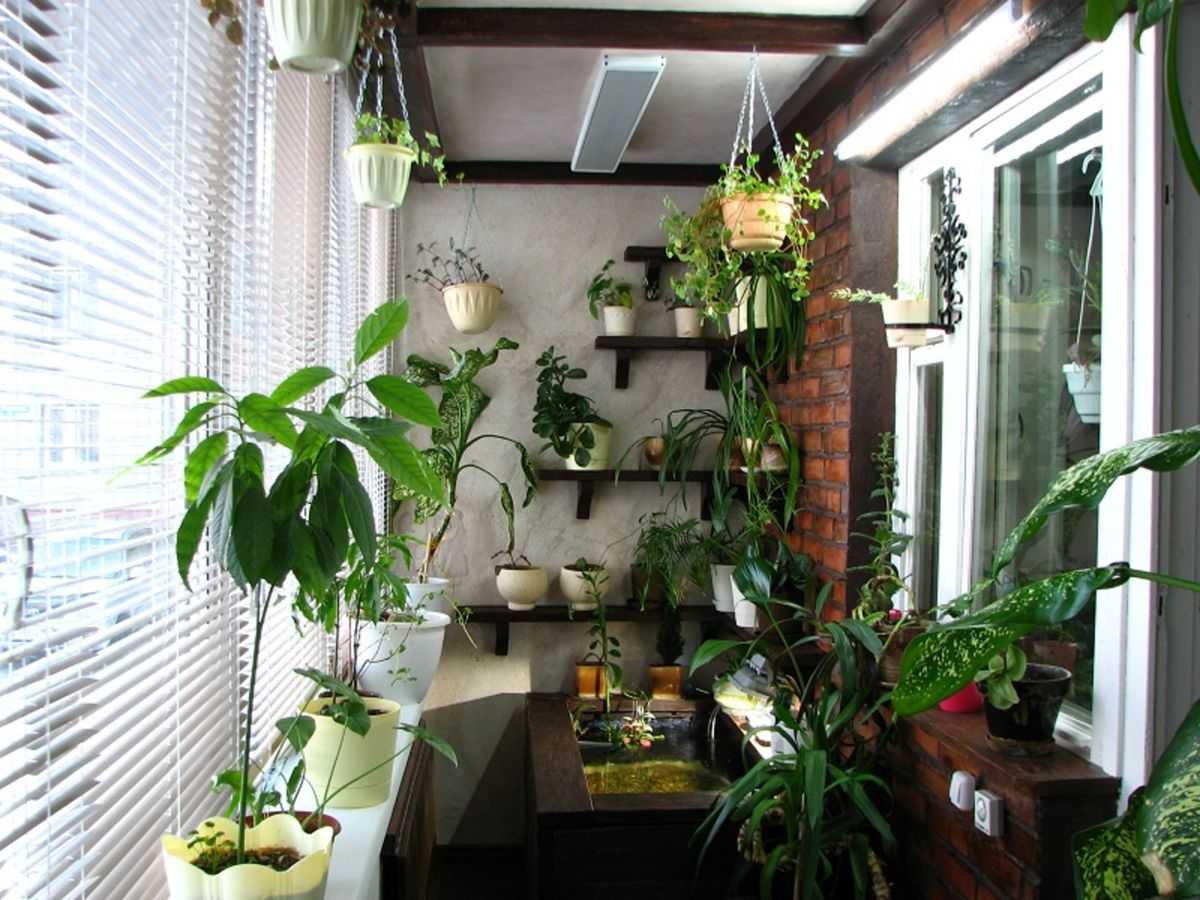 Морозоустойчивые растения на балконе зимой