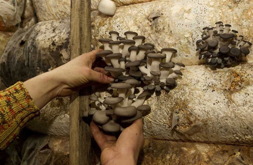 Выращивание гриба вешенки по-шагово от мицелия до урожая