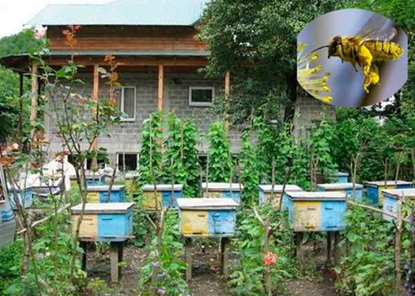 Правила содержания пчел: в частном секторе, населенных пунктах