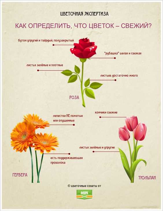 Как правильно выбрать свежие цветы? 5 важных критериев ► последние новости
