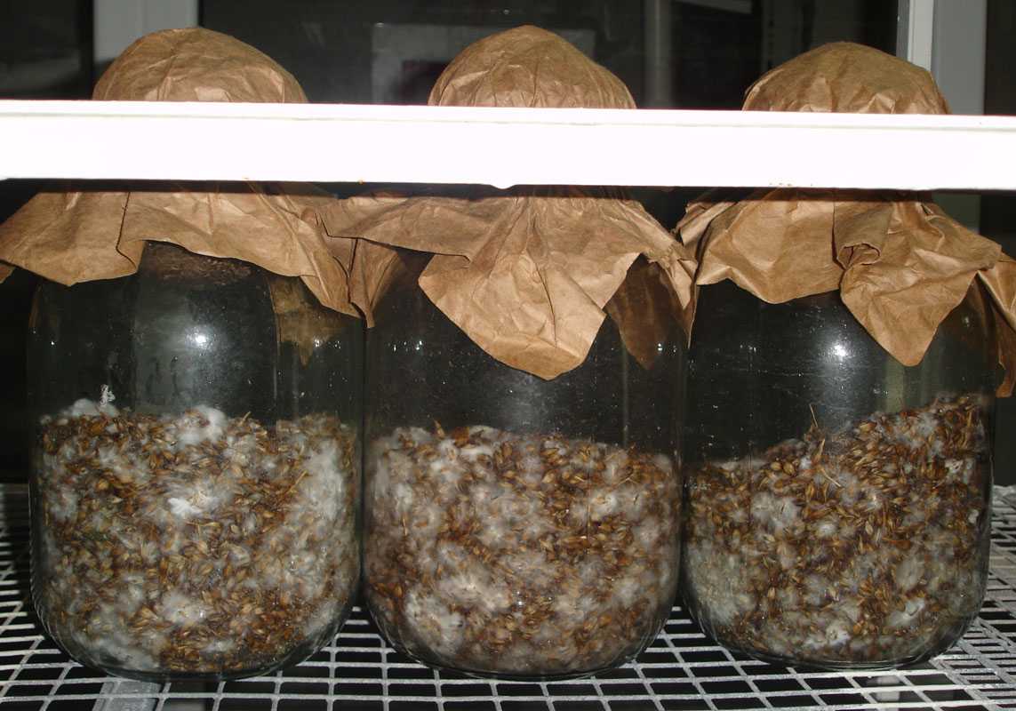 Выращивание грибов вешенок в домашних условиях