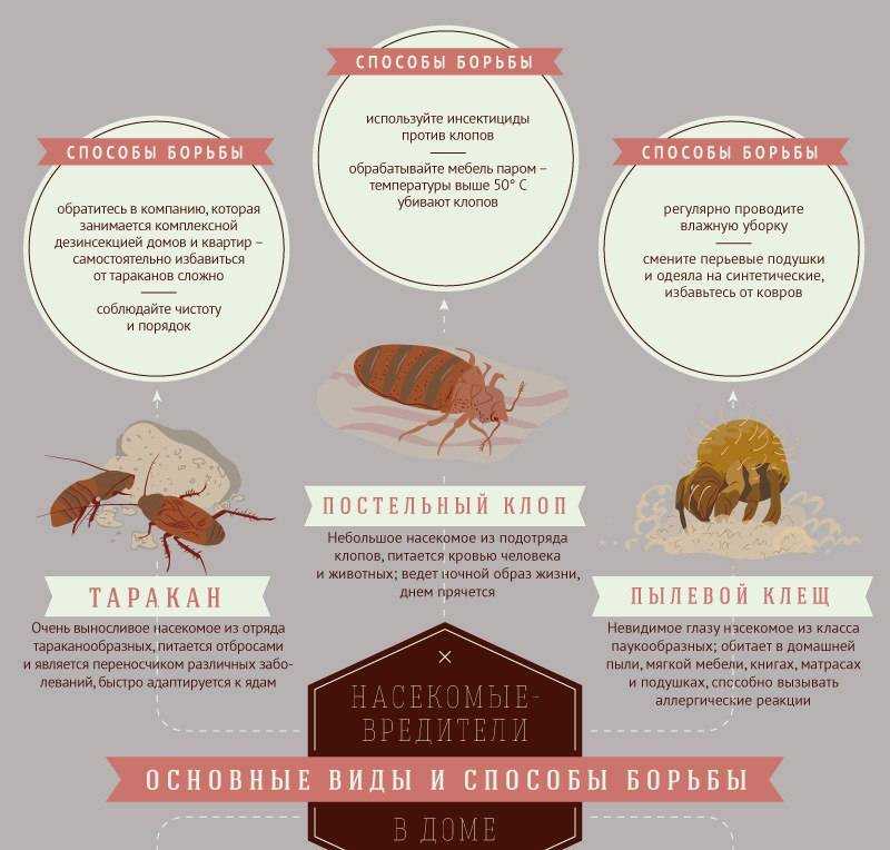 Тараканы - всё о тараканах и способах борьбы с ними | мосдезспецторг