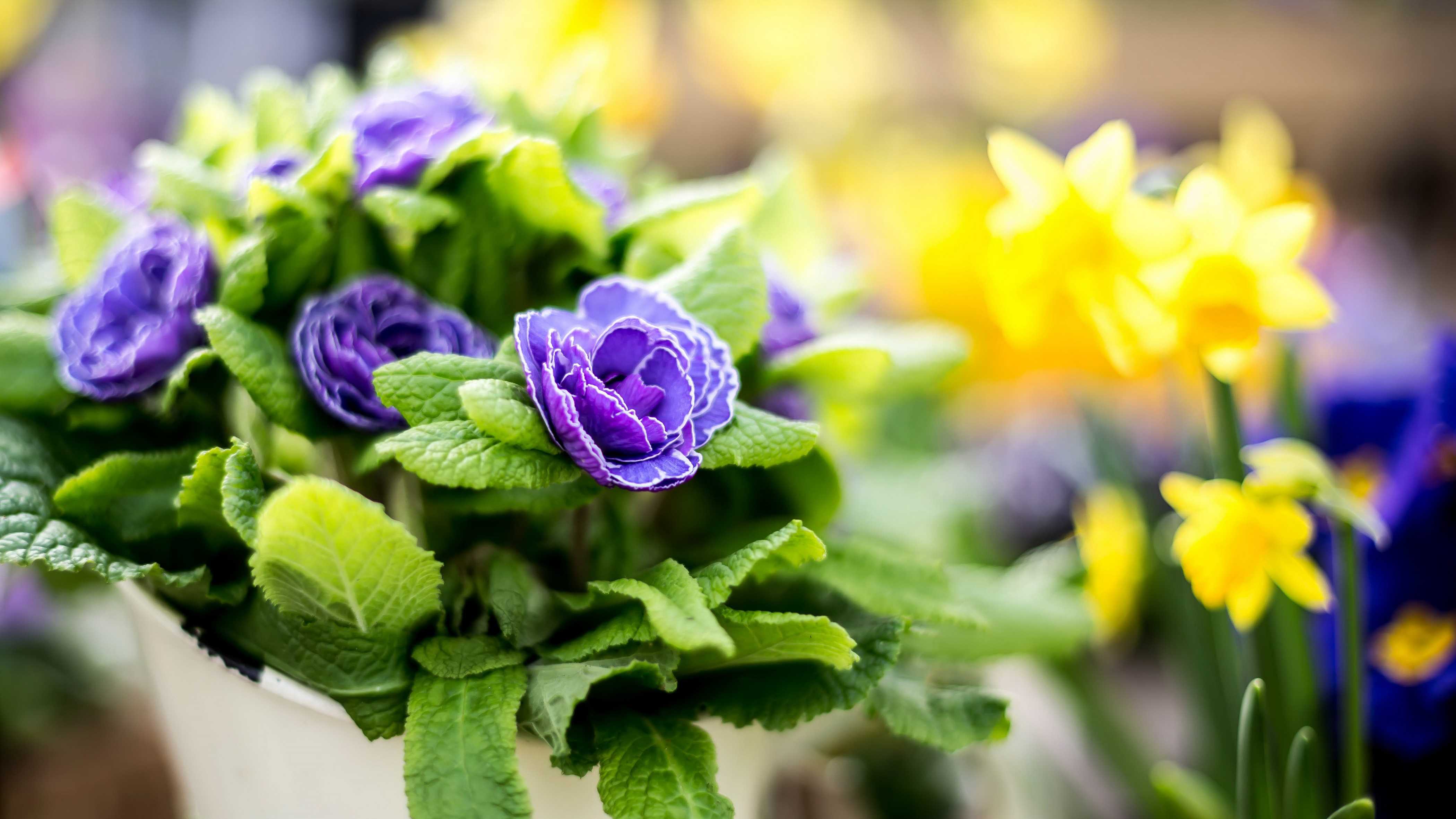 Збільшуємо життя квітів у вазі — як зберегти квіти довше | корисно