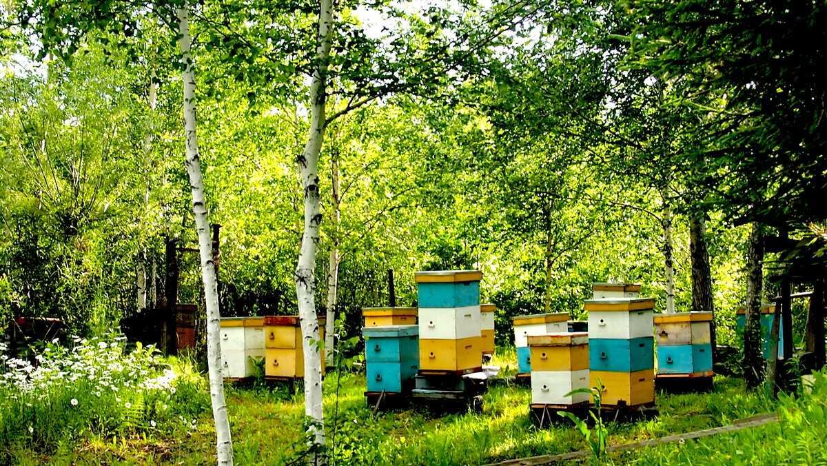 Новый закон о пчеловодстве в российской федерации 2021 года. скачать