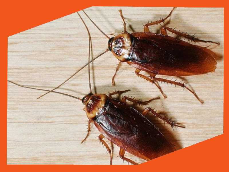 Опасность тараканов для здоровья, санитария и травля тараканов
