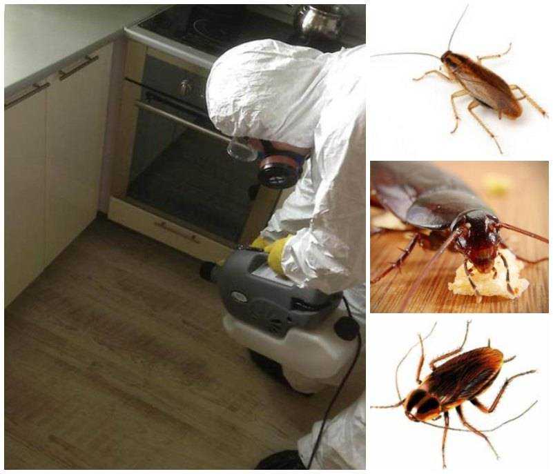Как избавиться от тараканов в квартире, лишив их еды и воды