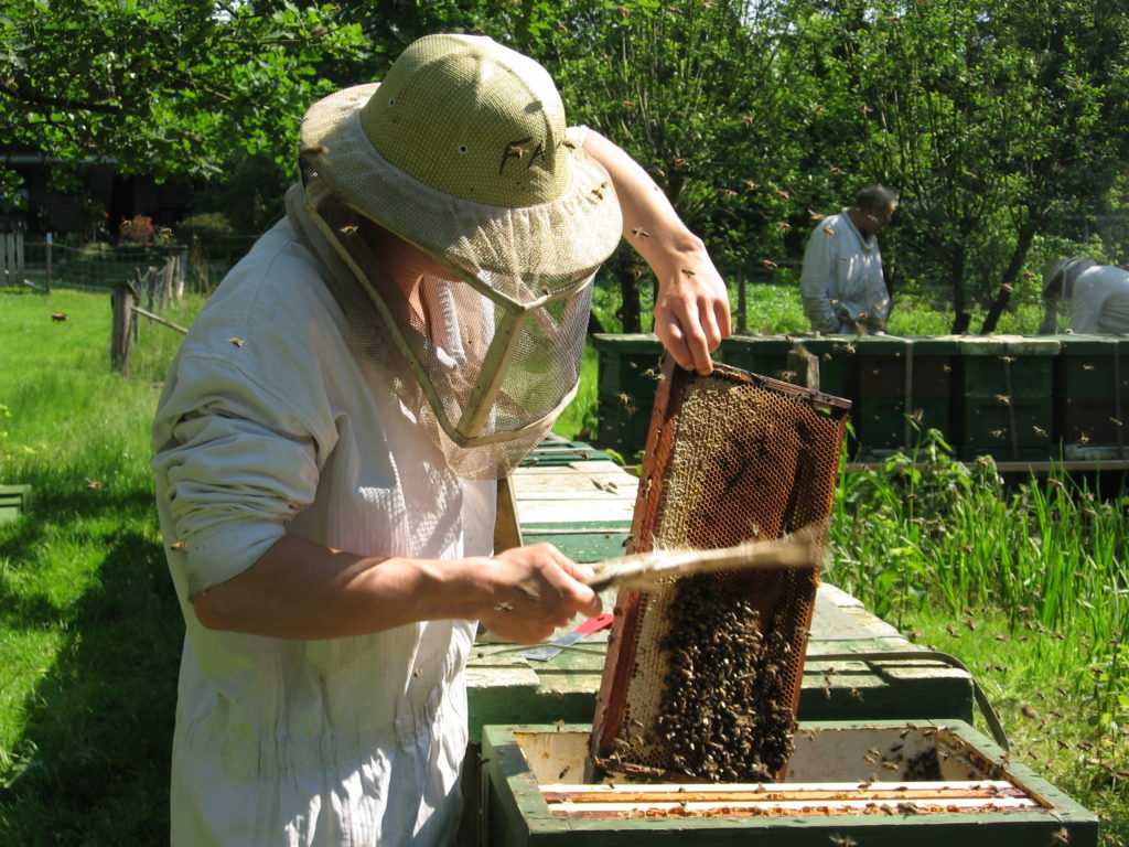 Пчеловодство для начинающих: основные правила, обустройство пасеки, выбор и установка ульев, возможные трудности при разведении пчел