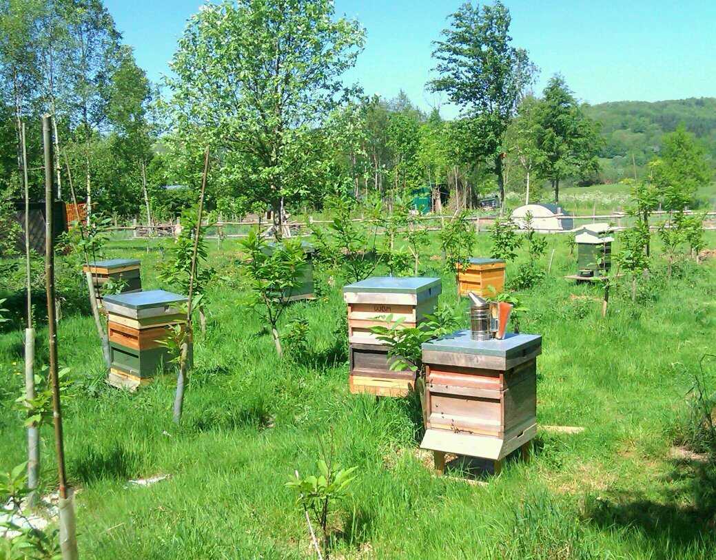 Правила организации и размещения пасеки - пчеловодство в нормах, правилах и законах,рекомендации и возможные ошибки.
