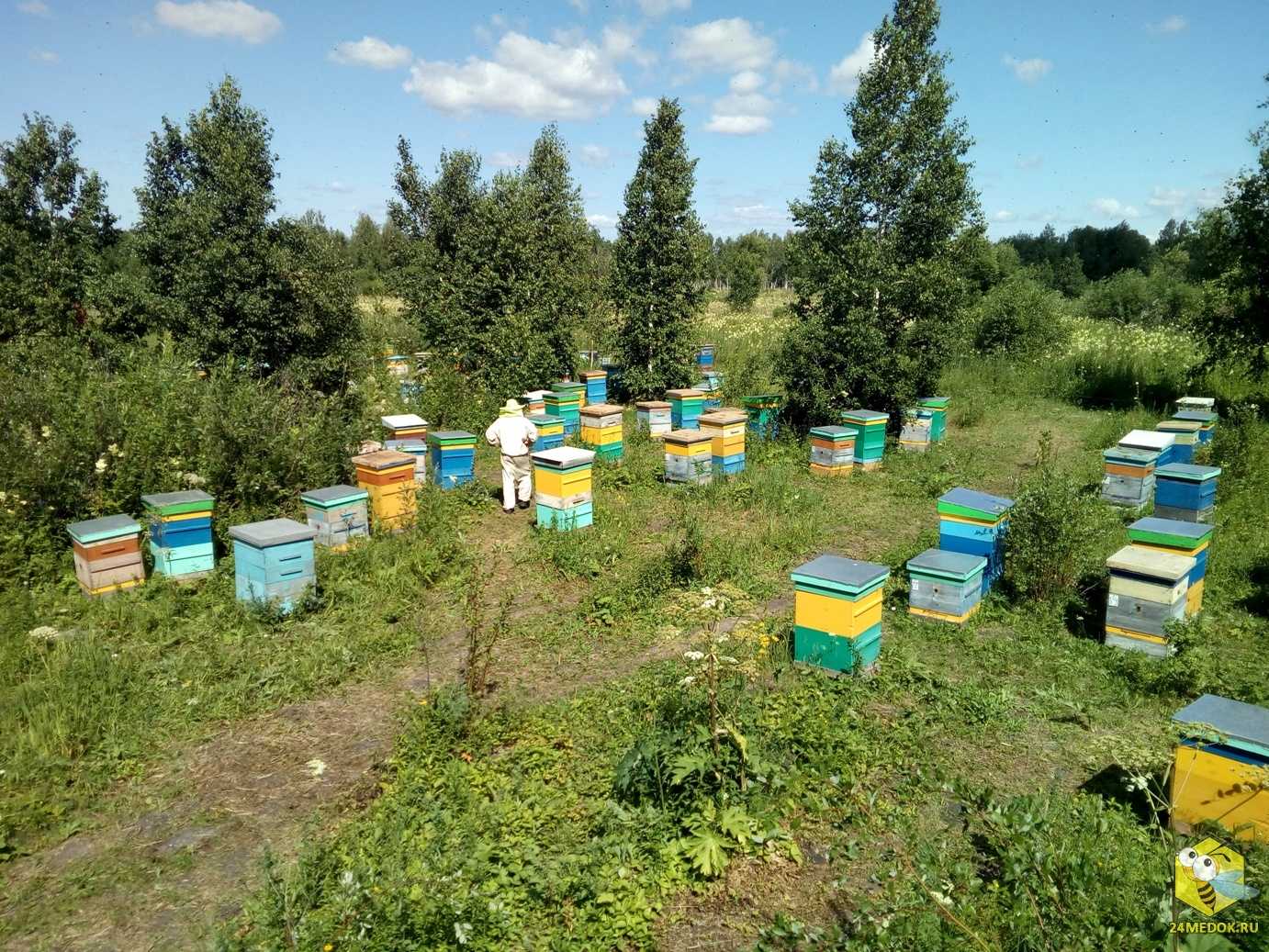 Открываем собственную пасеку: пчеловодство для начинающих